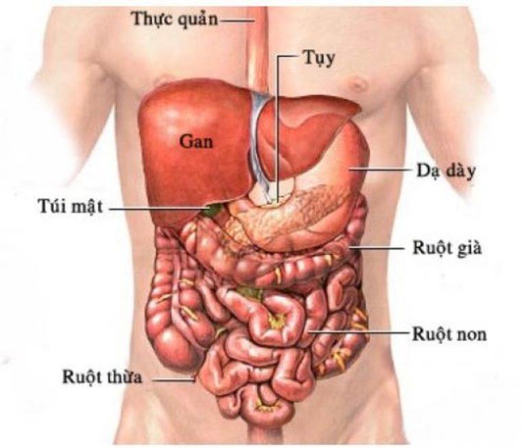 Tụy nằm ở đâu và có chức năng gì?